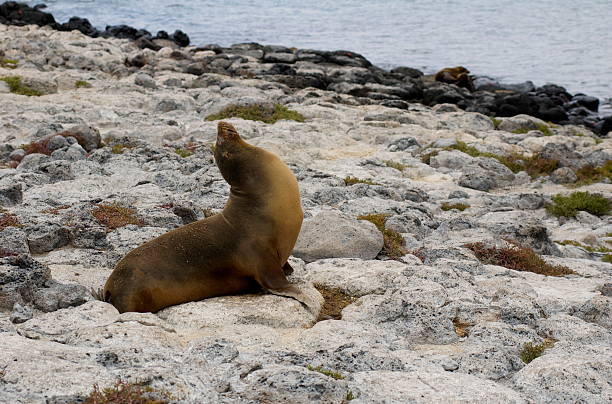 istock Galapagos Island Sea Lion Posing for the camera 176792703