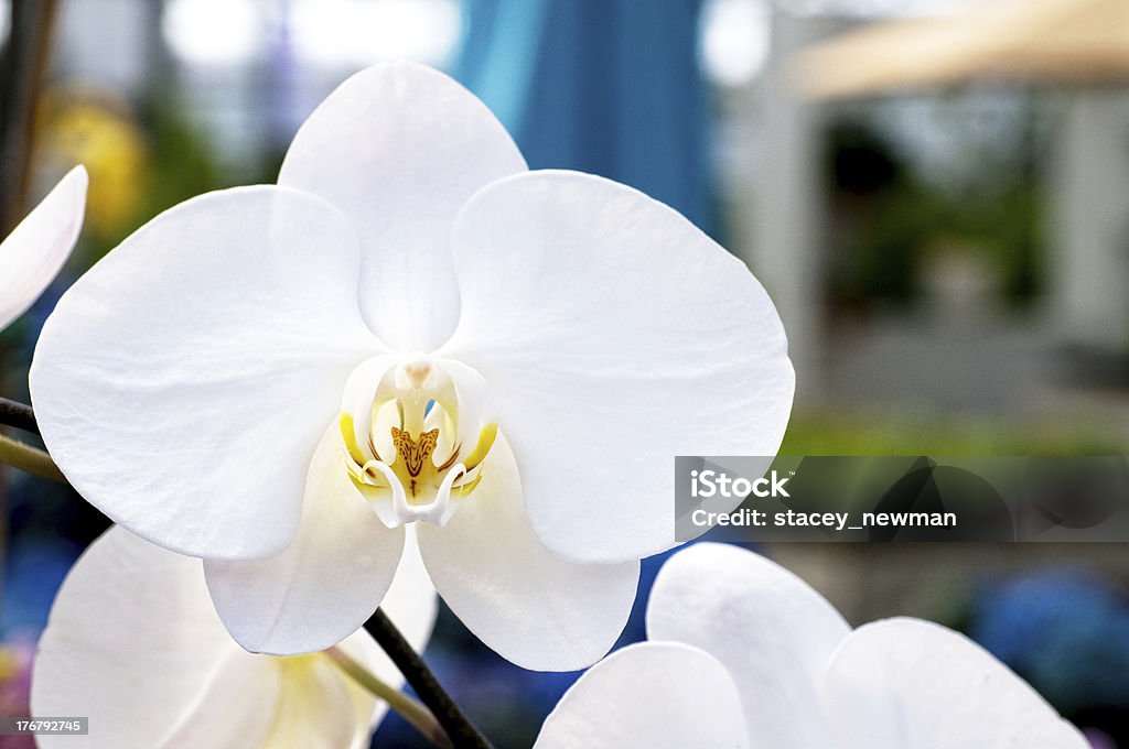 Estufa Orchid Macro - Foto de stock de Branco royalty-free