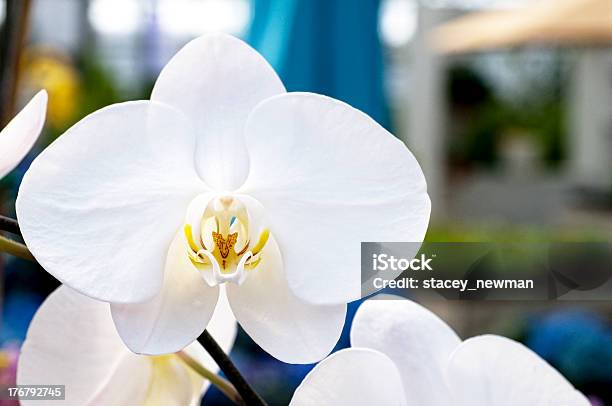 Estufa Orquídea Macro - Fotografias de stock e mais imagens de Branco - Branco, Escasso, Estufa - Estrutura Feita pelo Homem