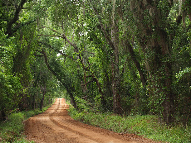 istock Red Clay Canopied Country Road 176792781