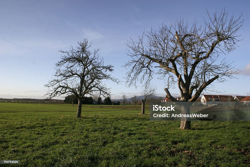 Sunny november Tag in der Nähe von Bad Homburg - Lizenzfrei Apfelbaum Stock-Foto