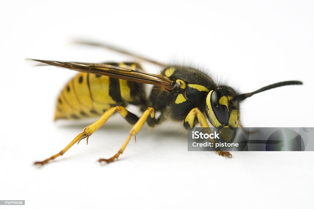 wasp Macro of a wasp on a white background Animal Stock Photo