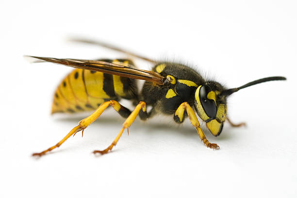 wasp stock photo