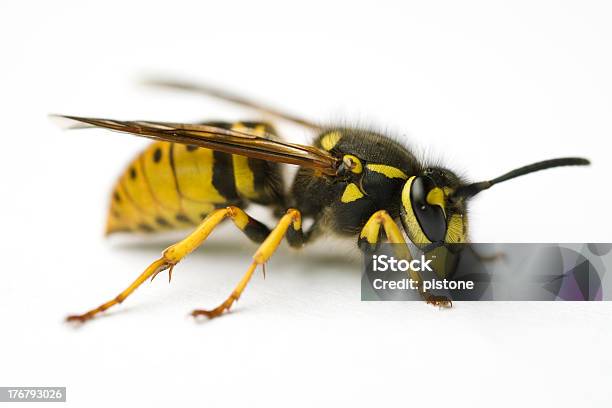 Wasp Stock Photo - Download Image Now - Animal, Black Color, Close-up