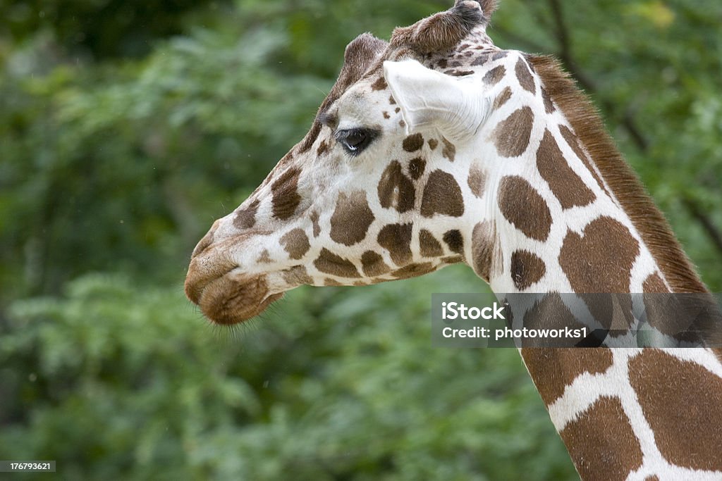 giraffe Kopf Nahaufnahme - Lizenzfrei Fotografie Stock-Foto