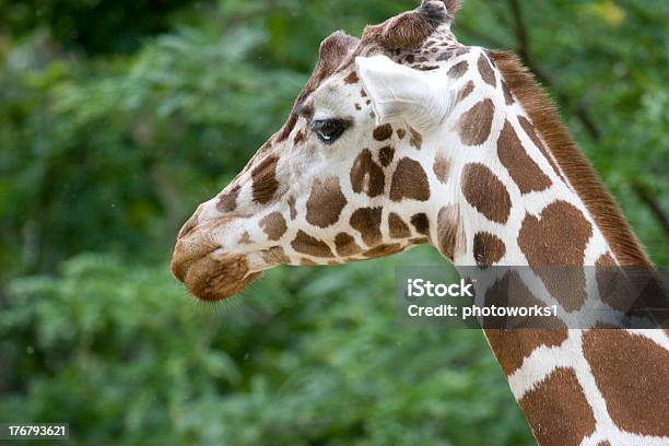 Primo Piano Di Testa Di Giraffa - Fotografie stock e altre immagini di Allerta - Allerta, Ambientazione esterna, Animale