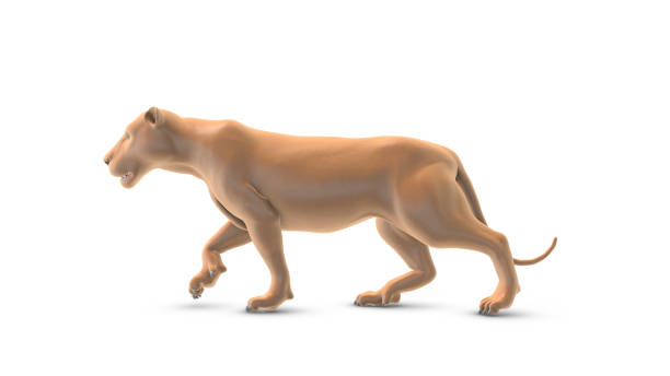 istock Animated lion walking on a white background 1767937825