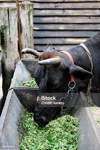 Vacca Mangia - Fotografie stock e altre immagini di Bovino - Bovino, Pascolare, Trogolo