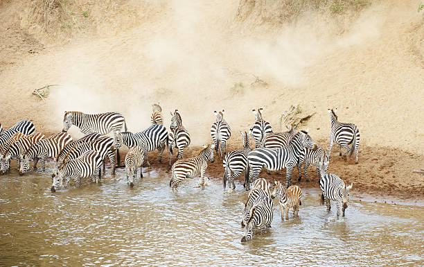istock Herd of zebras (African Equids) drinking from the river 176793965