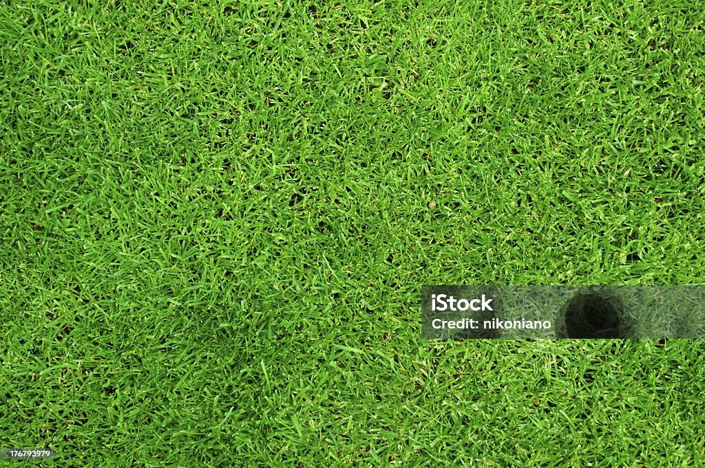Green Grass Field Closeup of green grass background. Abstract Stock Photo