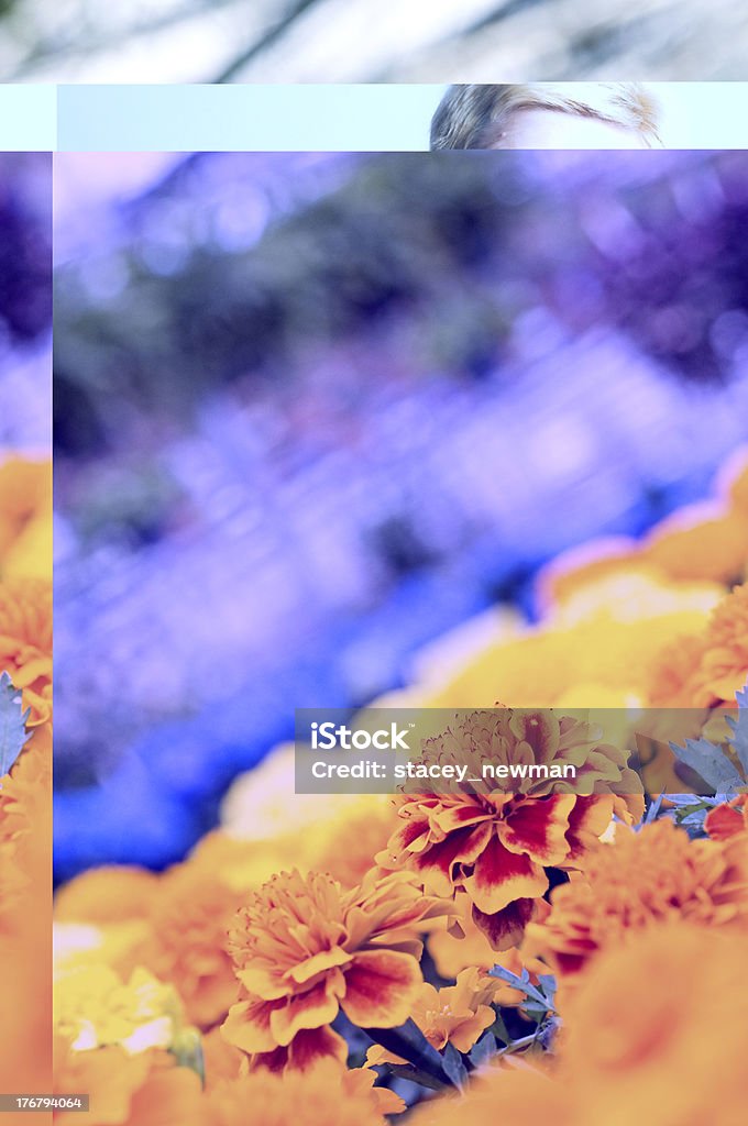 Flores em estufa, Bloom - Royalty-free Anual - Caraterística da planta Foto de stock