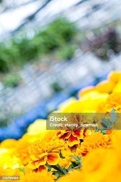 Flores Em Estufa Bloom - Fotografias de stock e mais imagens de Anual - Caraterística da planta - Anual - Caraterística da planta, Begónia, Beleza natural