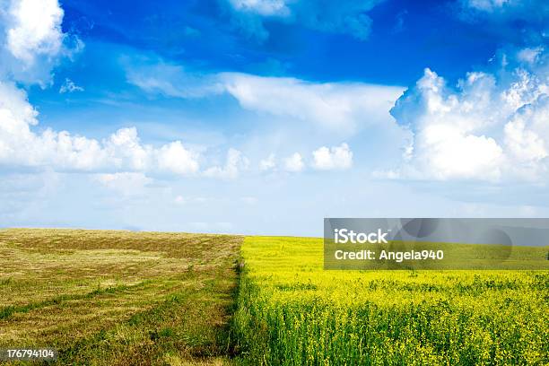 Paesaggio Rurale Tranquillo - Fotografie stock e altre immagini di Agricoltura - Agricoltura, Albero, Ambientazione tranquilla