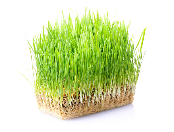 잔디 토양 - blade of grass grass single object root 뉴스 사진 이미지