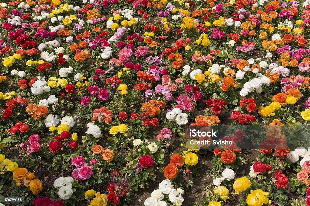 Красочные цветы фон - Стоковые фото Без людей роялти-фри