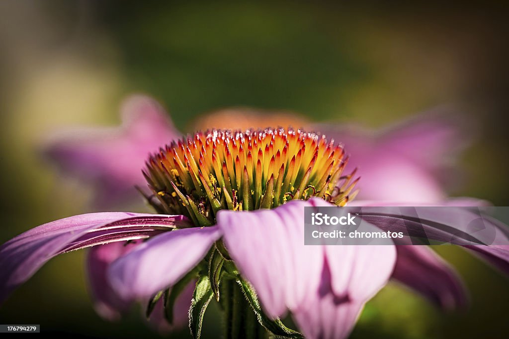 Blütenstand von Sonnenhut-Pflanzengattung - Lizenzfrei Abstrakt Stock-Foto