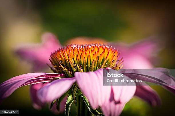 Blütenstand Von Sonnenhutpflanzengattung Stockfoto und mehr Bilder von Abstrakt - Abstrakt, Bett, Blume