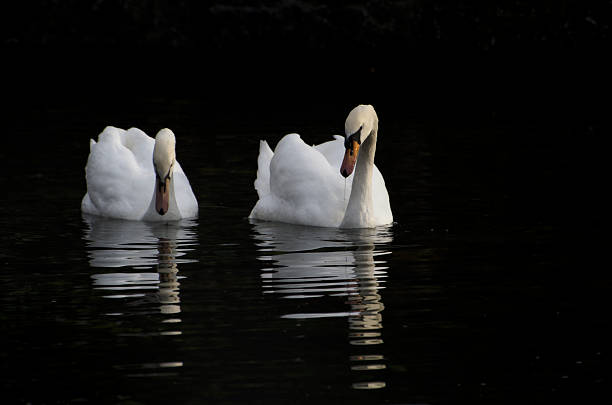 Two swans stock photo