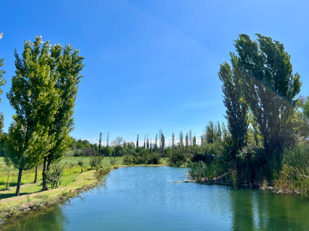 istock Beautiful quiet lake with trees in the woods 1767949060