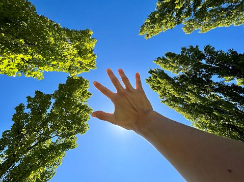 Hand reaching up towards the sky feeling the warm sun on the palm surrounded by trees and a background of a clear blue sky.