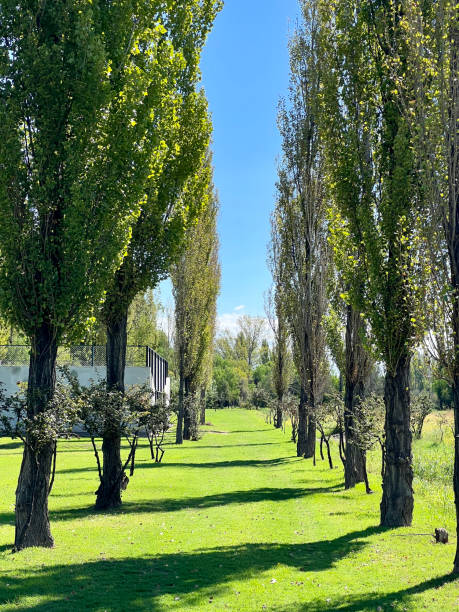 istock Row of tall trees in a park that create a path. 1767949626