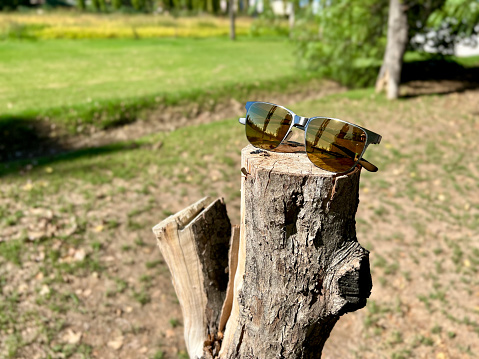 A pair of gold-rimmed sunglasses with a gradient lens on a weathered tree stump in a park.