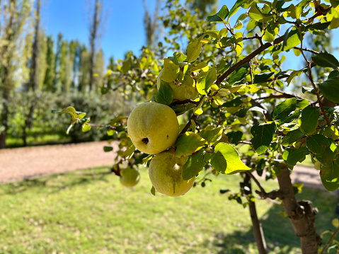 A quince tree with yellow ripe fruit hanging from its branches in a garden with a path in the background.