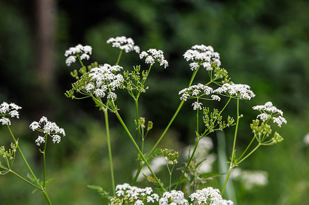 cerfeuil sauvage - cow parsley photos et images de collection