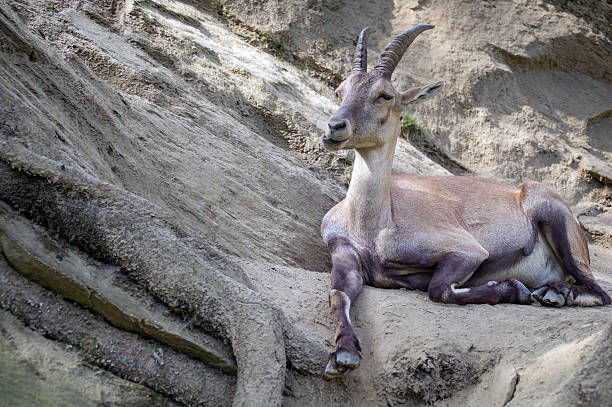 Roe deer stock photo