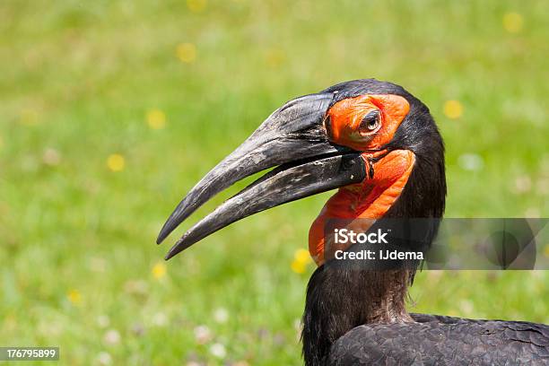 Southern Bucorvo - Fotografie stock e altre immagini di Bucorvo - Bucorvo, Africa, Ambientazione esterna