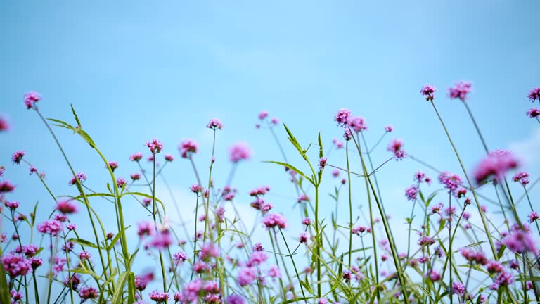 Beautiful pink flowers