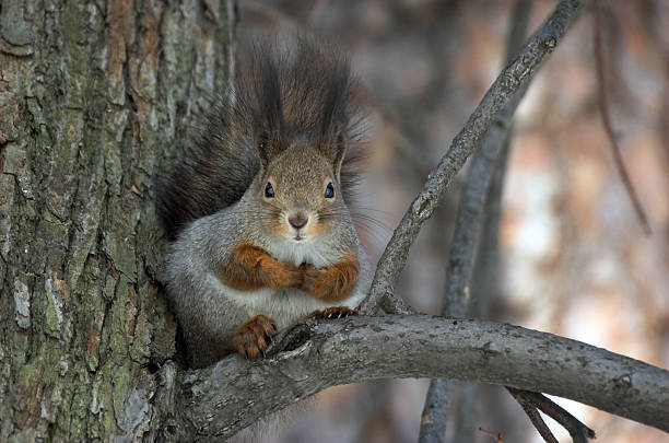 esquilo - squirrel softness wildlife horizontal - fotografias e filmes do acervo