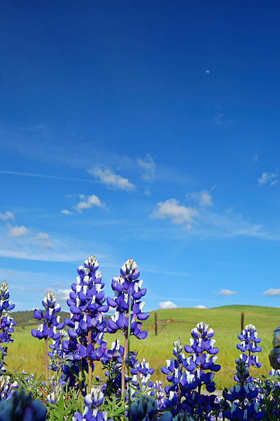 istock Forest of wildflowers 176796444