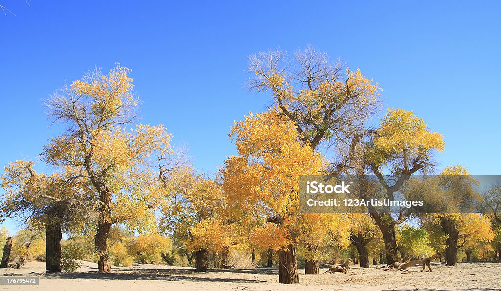 Złoty żółty jesienią drzew populus - Zbiór zdjęć royalty-free (Bez ludzi)
