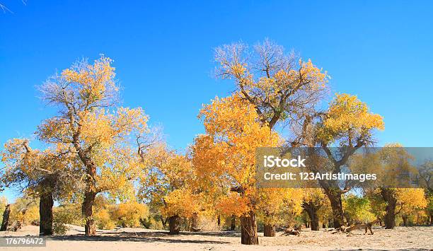 Złoty Żółty Jesienią Drzew Populus - zdjęcia stockowe i więcej obrazów Bez ludzi - Bez ludzi, Drzewo, Fotografika
