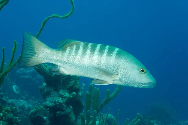 A Cubera snapper (Lutjanus cyanopterus) on a reef off the coast of Bonaire.