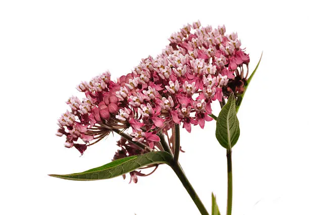 Swamp Milkweed Wildflower (Asclepias  incarnata) Isolated on White