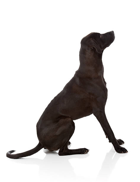BIG Black Dog Isolated on White (XXXL) Profile view of a large, black dog isolated against a white background with reflective shadows grounding the animal. Short haired dog is mixed breed containing Weimaraner, Black Lab, and Great Dane. High resolution studio shot. Dog is looking up and to the right, excellent design element.   weimaraner dog animal domestic animals stock pictures, royalty-free photos & images