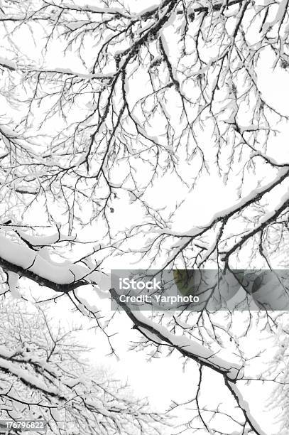 Snowy Winter Stock Photo - Download Image Now - Abstract, Bare Tree, Beauty In Nature