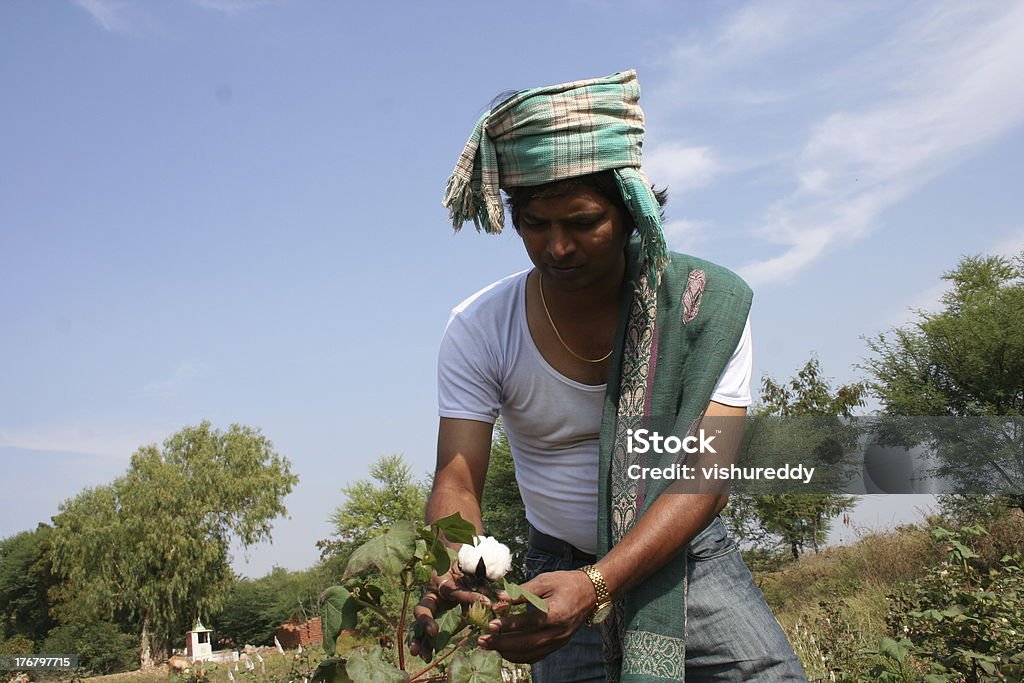 Cotton boll farmer India farmer standing field of cotton. Cotton Plant Stock Photo