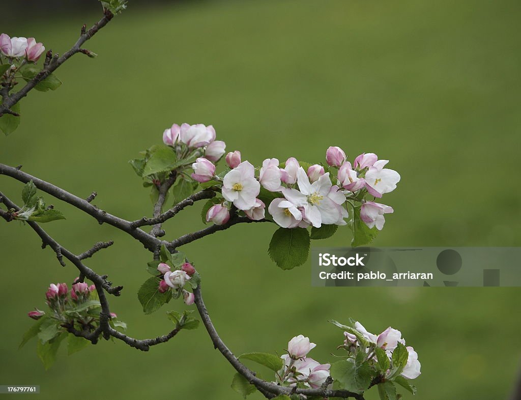 Manzano en flor - Foto de stock de Agricultura libre de derechos