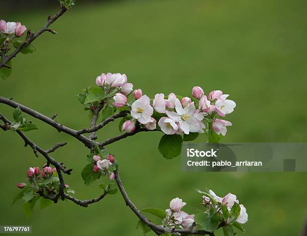 Photo libre de droit de Pommier À Fleurs banque d'images et plus d'images libres de droit de Agriculture - Agriculture, Arbre, Arbre en fleurs