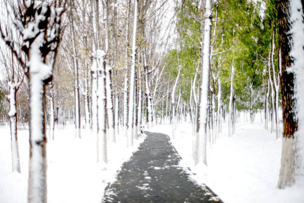 Swept forest road after snow in winter
