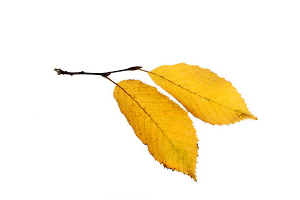 istock Autumnal leaves of elm 176798020