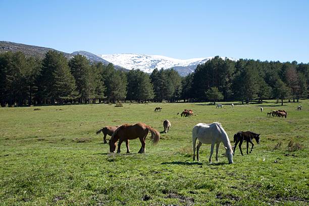 horses at the country in avila spain