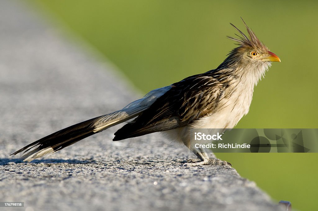 Guira cucú - Foto de stock de Animal libre de derechos