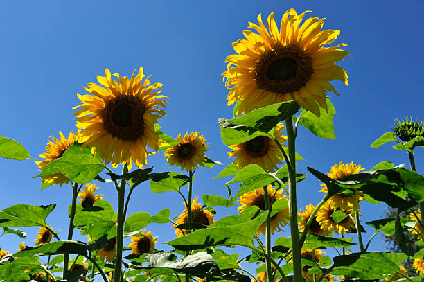 Sunflower stock photo