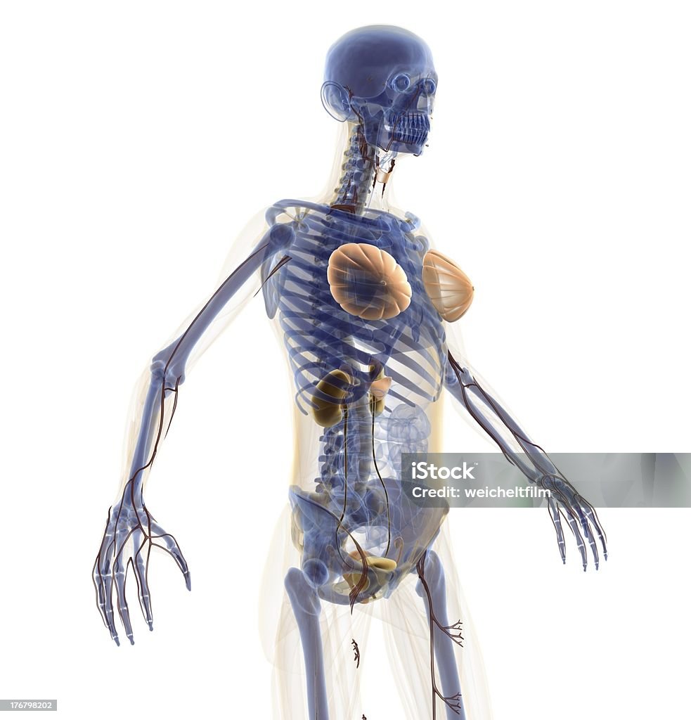 x-Ray-look – der Frau - Lizenzfrei Anatomie Stock-Foto