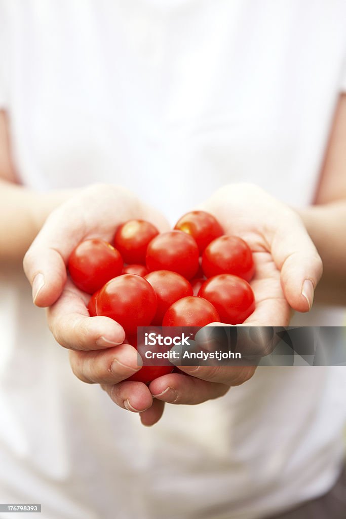 Hands Holding Small Vine Organic Tomatoes Hands Holding Freshly Picked Small Vine Organic Tomatoes Agriculture Stock Photo