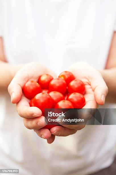 Hands Holding Small Vine Organic Tomatoes Stock Photo - Download Image Now - Agriculture, Close-up, Food